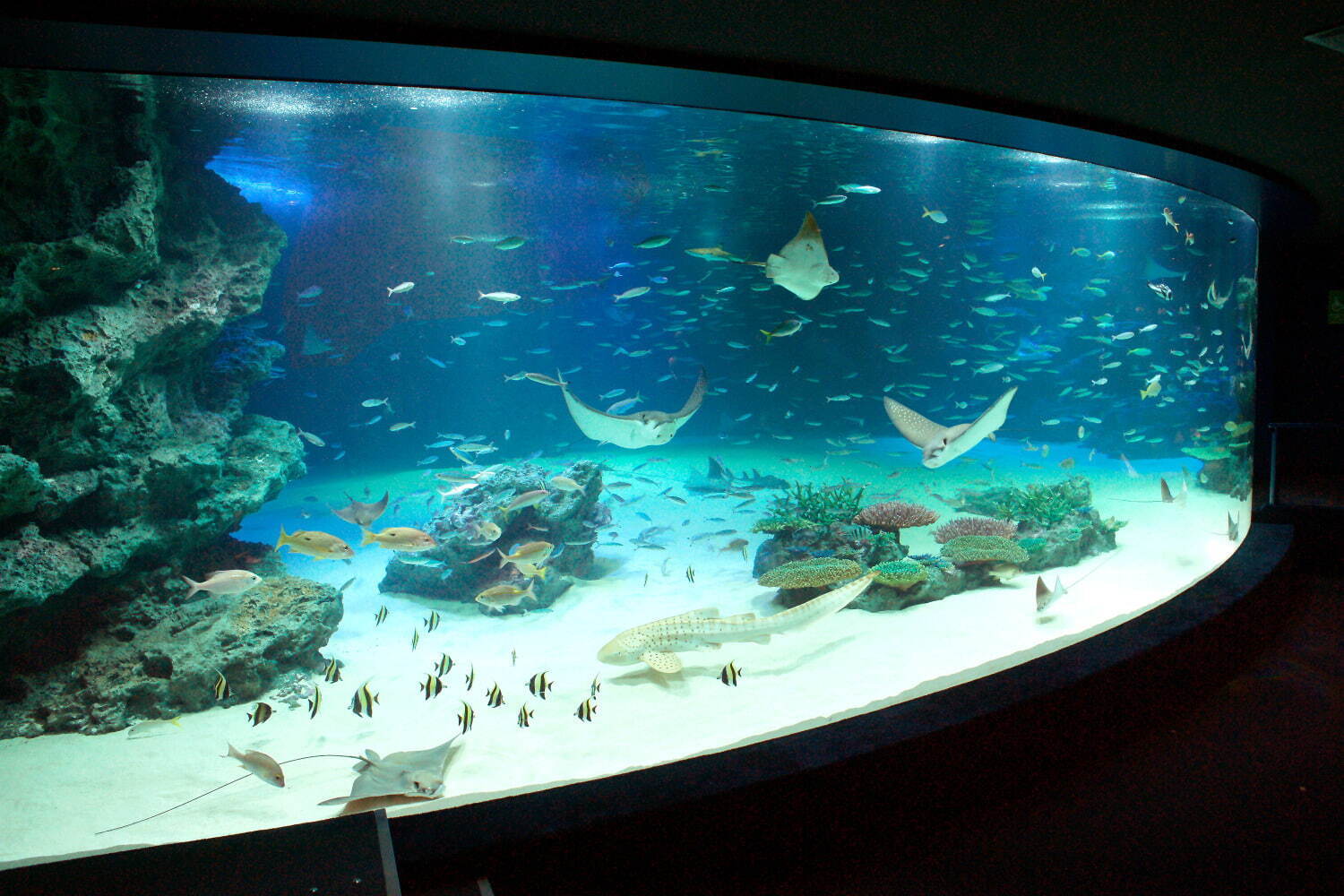 サンシャイン水族館 - 写真3