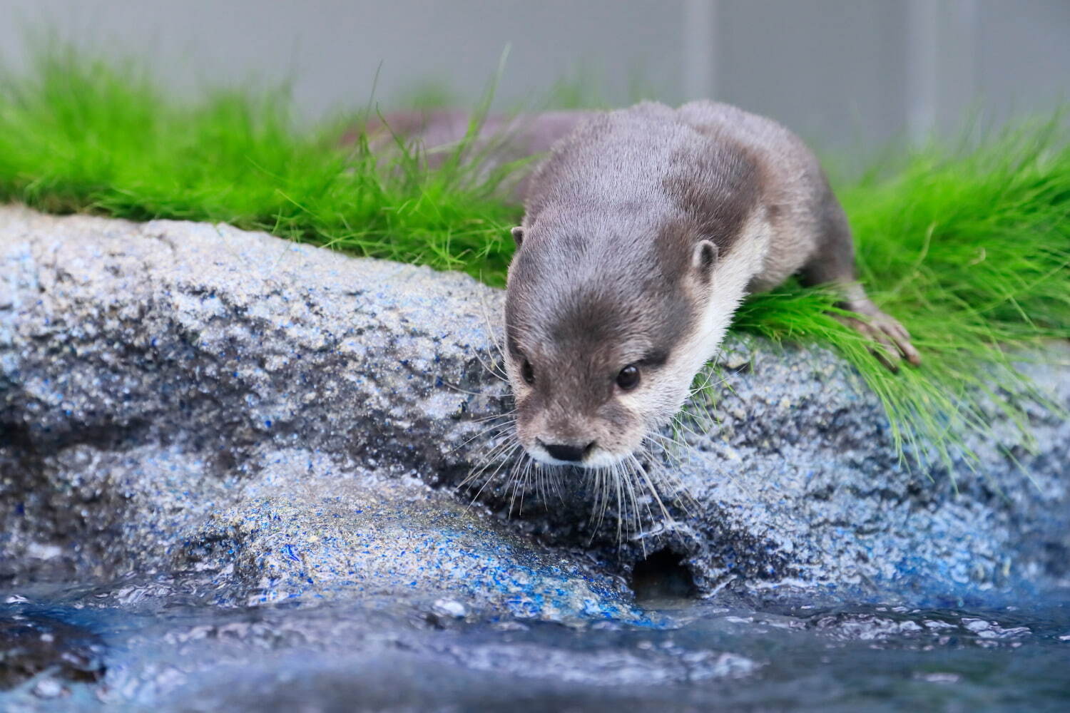 サンシャイン水族館 画像1枚目