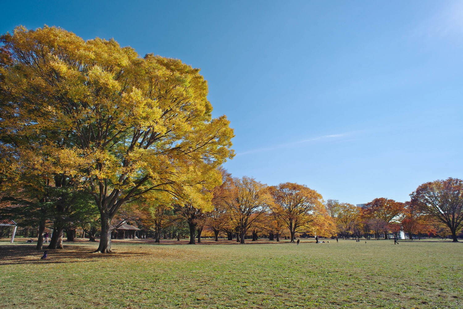 代々木公園 - 写真3