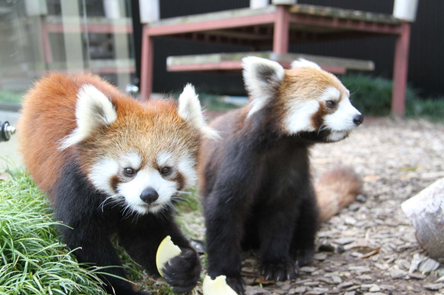 静岡市立日本平動物園 画像1枚目