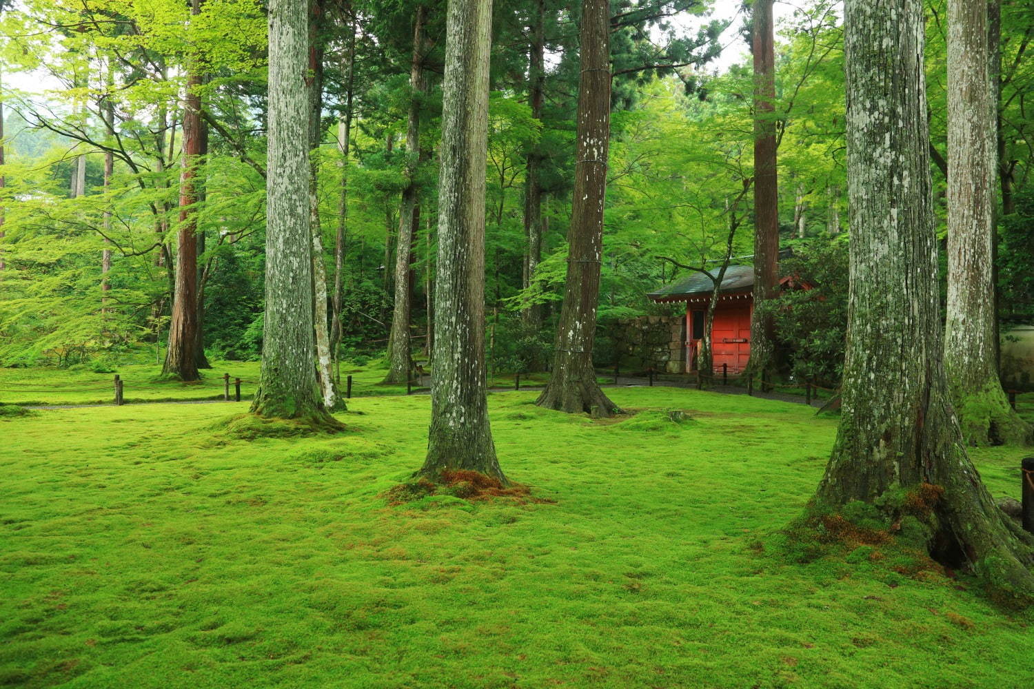 三千院 - 写真2