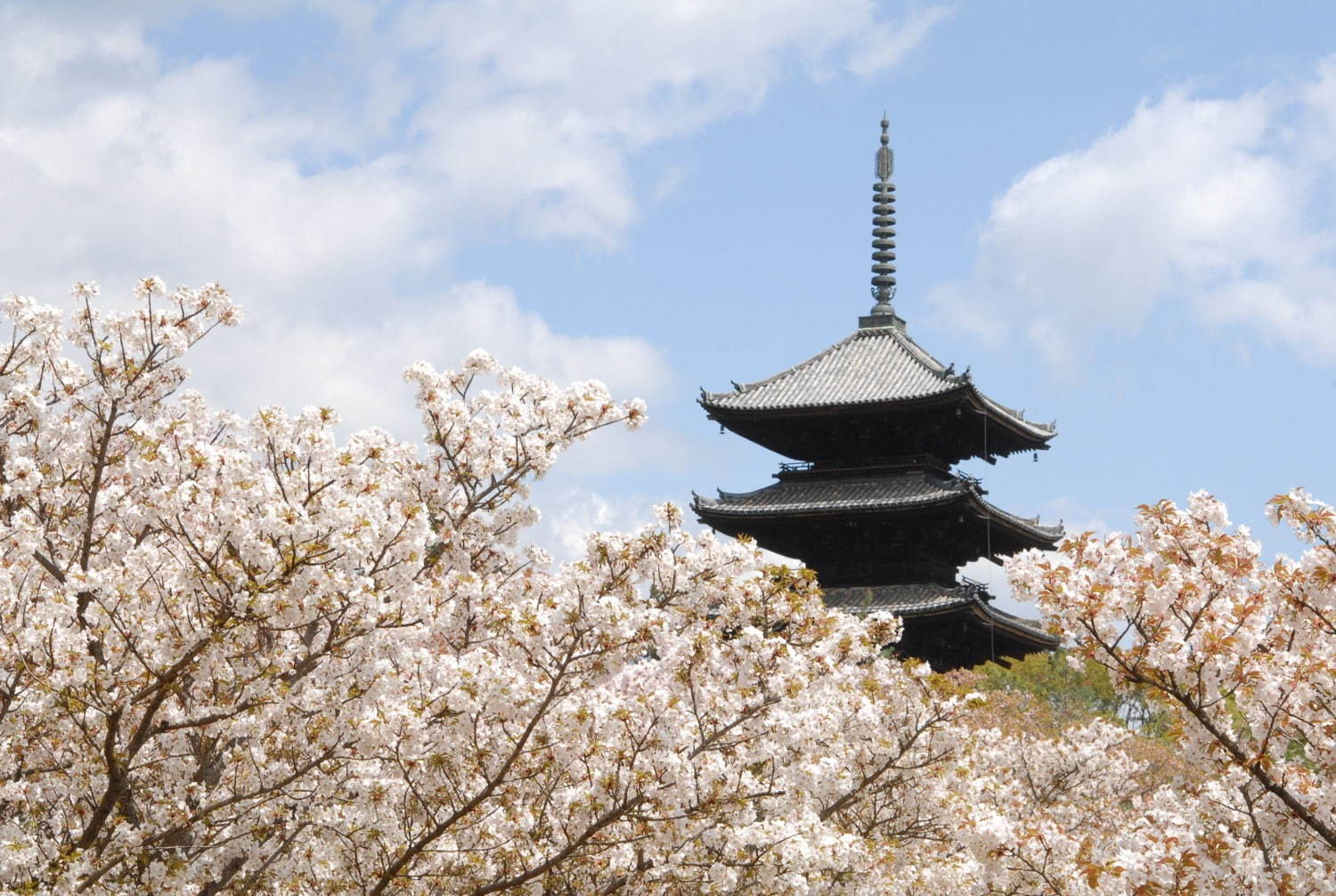 仁和寺 画像1枚目