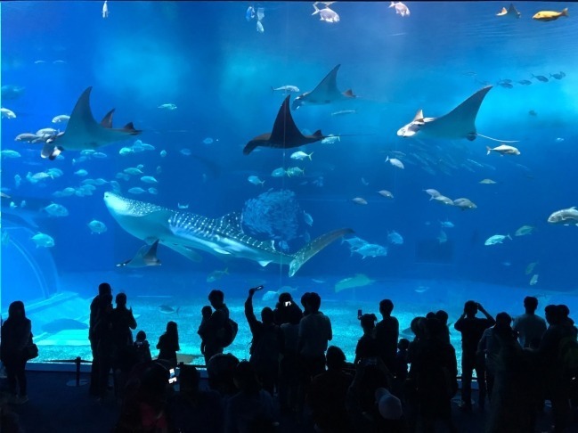 沖縄美ら海水族館 画像1枚目