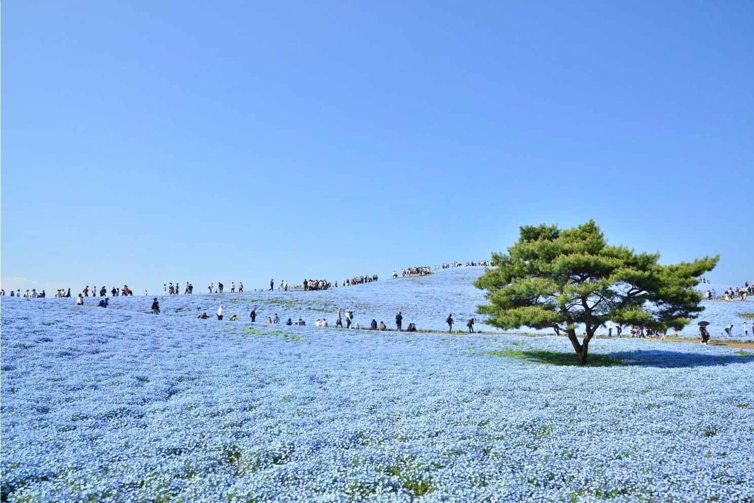 国営ひたち海浜公園 画像1枚目