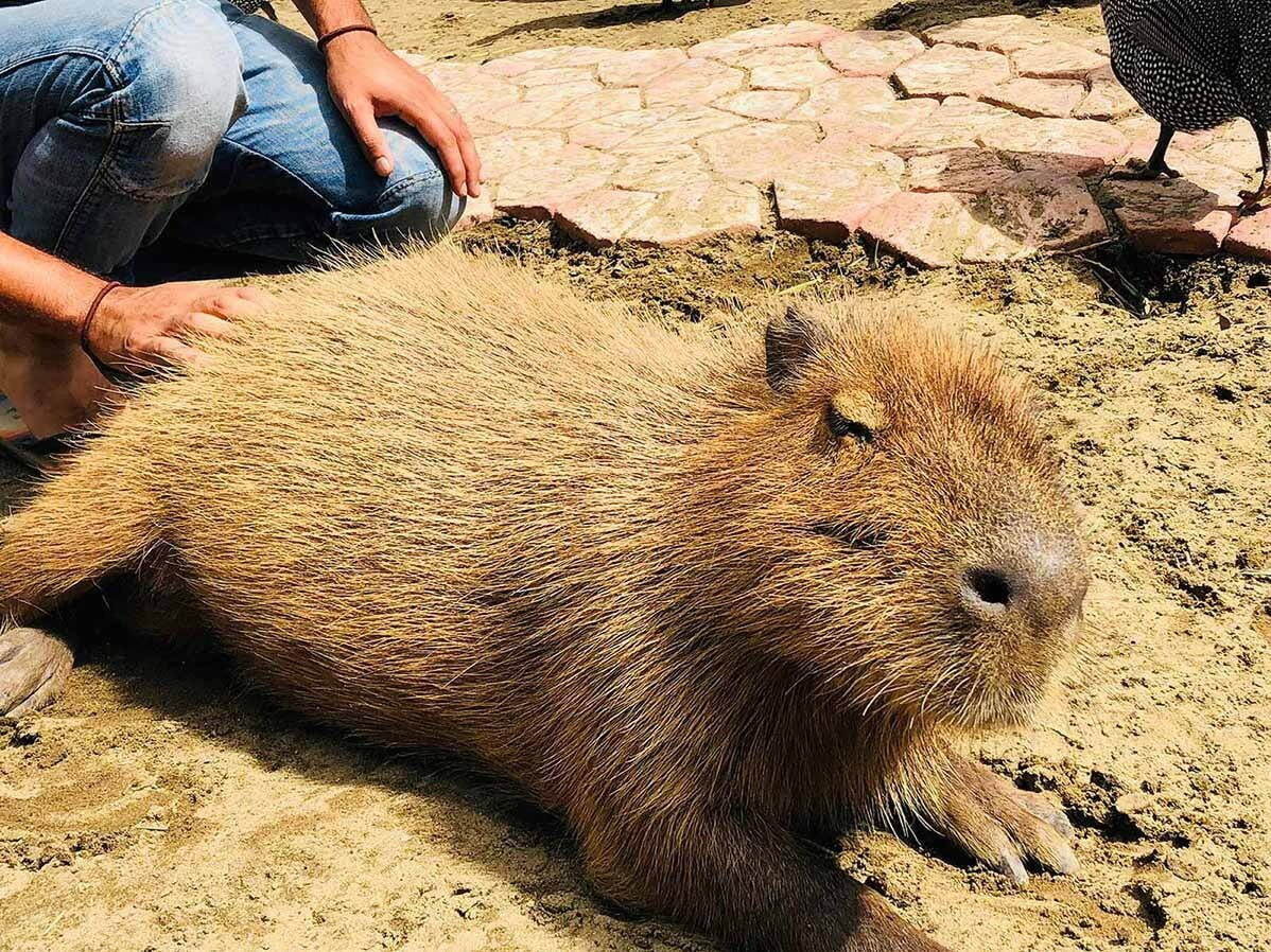 ＜千葉・市原＞動物とのふれあいグランピング「ザ・バンブーフォレスト」