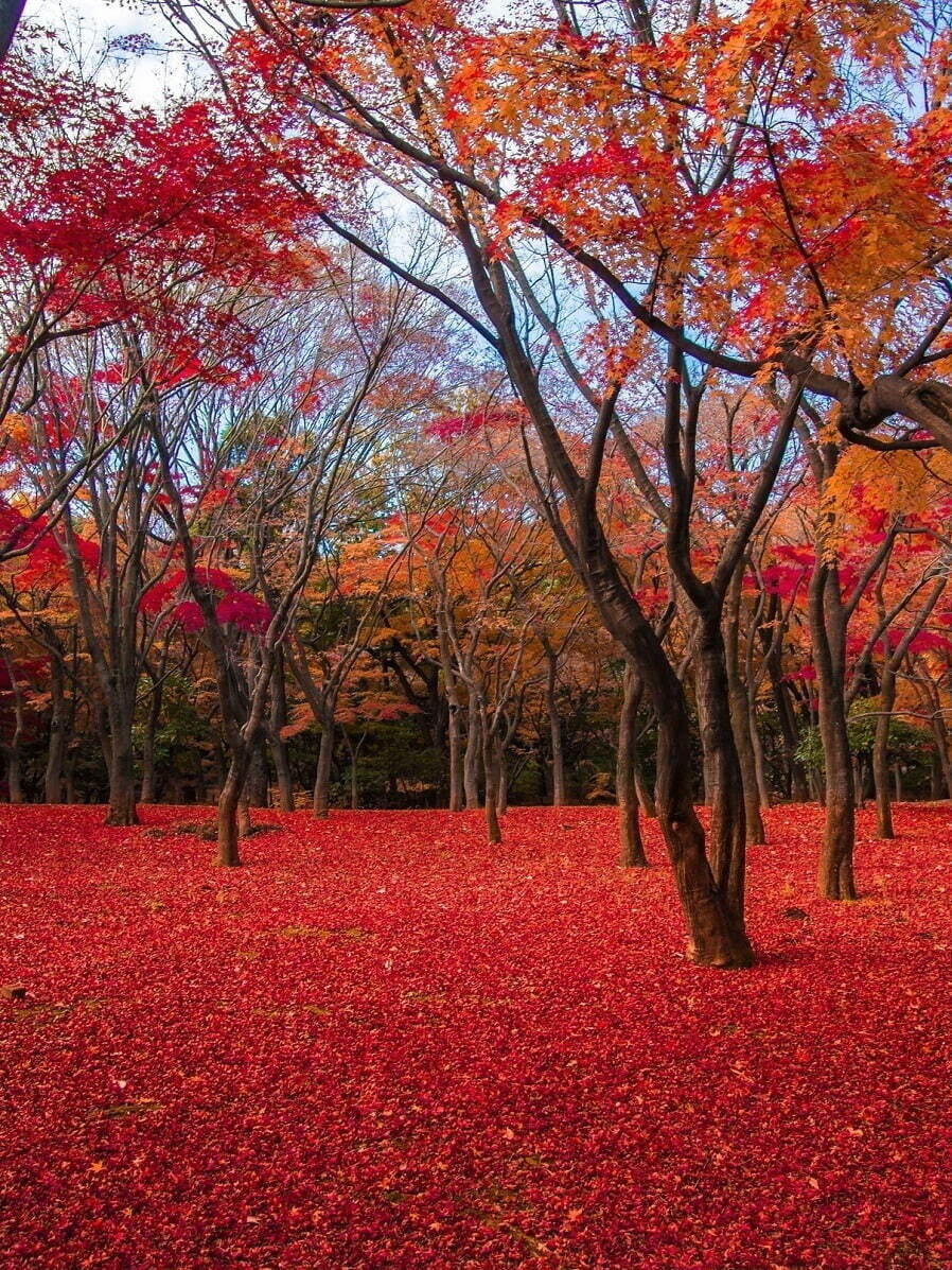 北の丸公園 画像1枚目