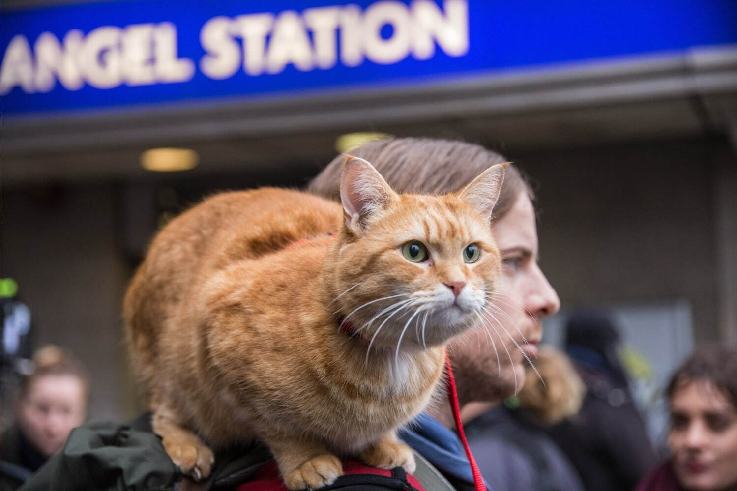 ボブという名の猫２ 幸せのギフト - 写真6