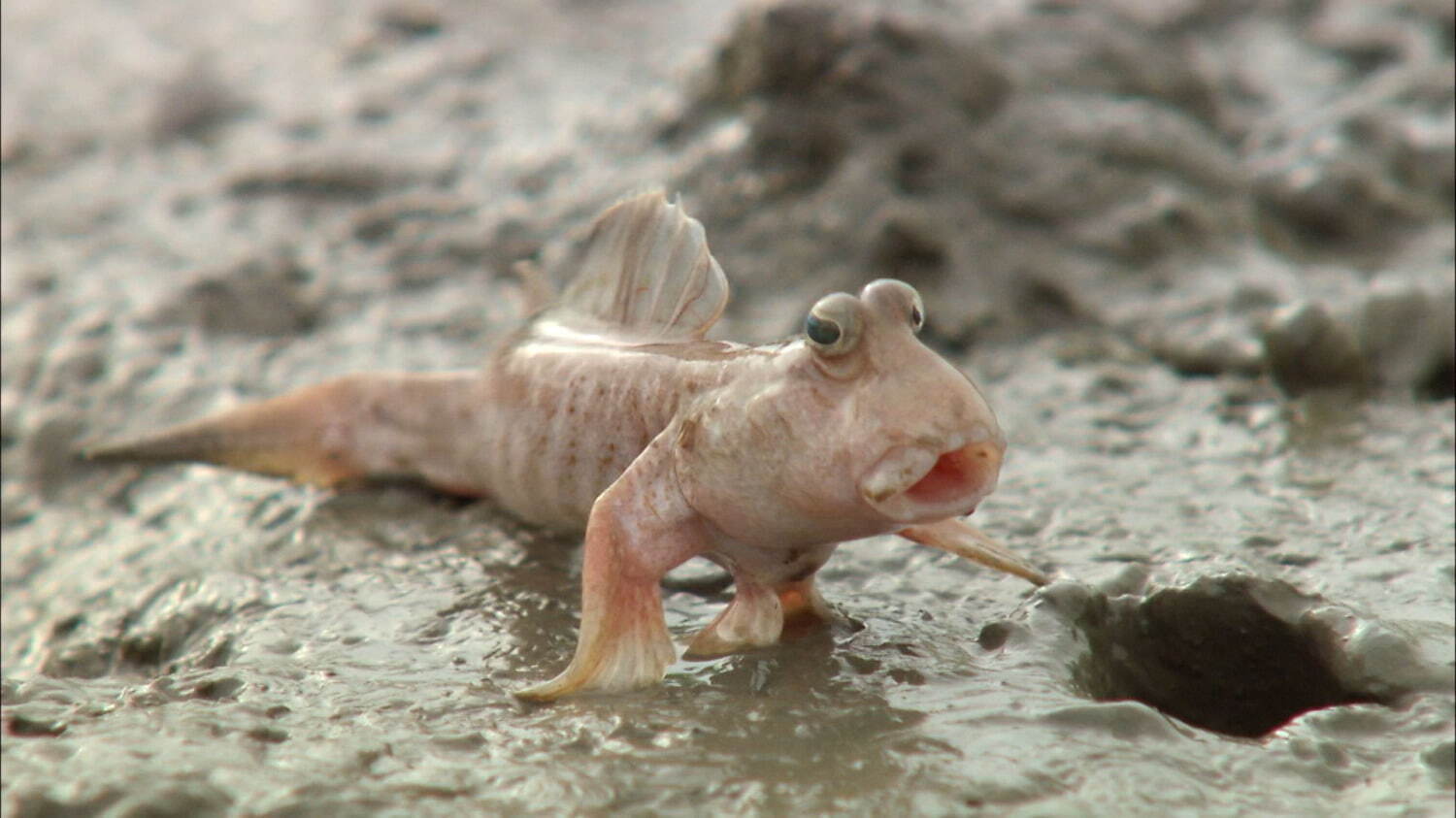 驚き！海の生きもの超伝説 劇場版ダーウィンが来た！ - 写真4