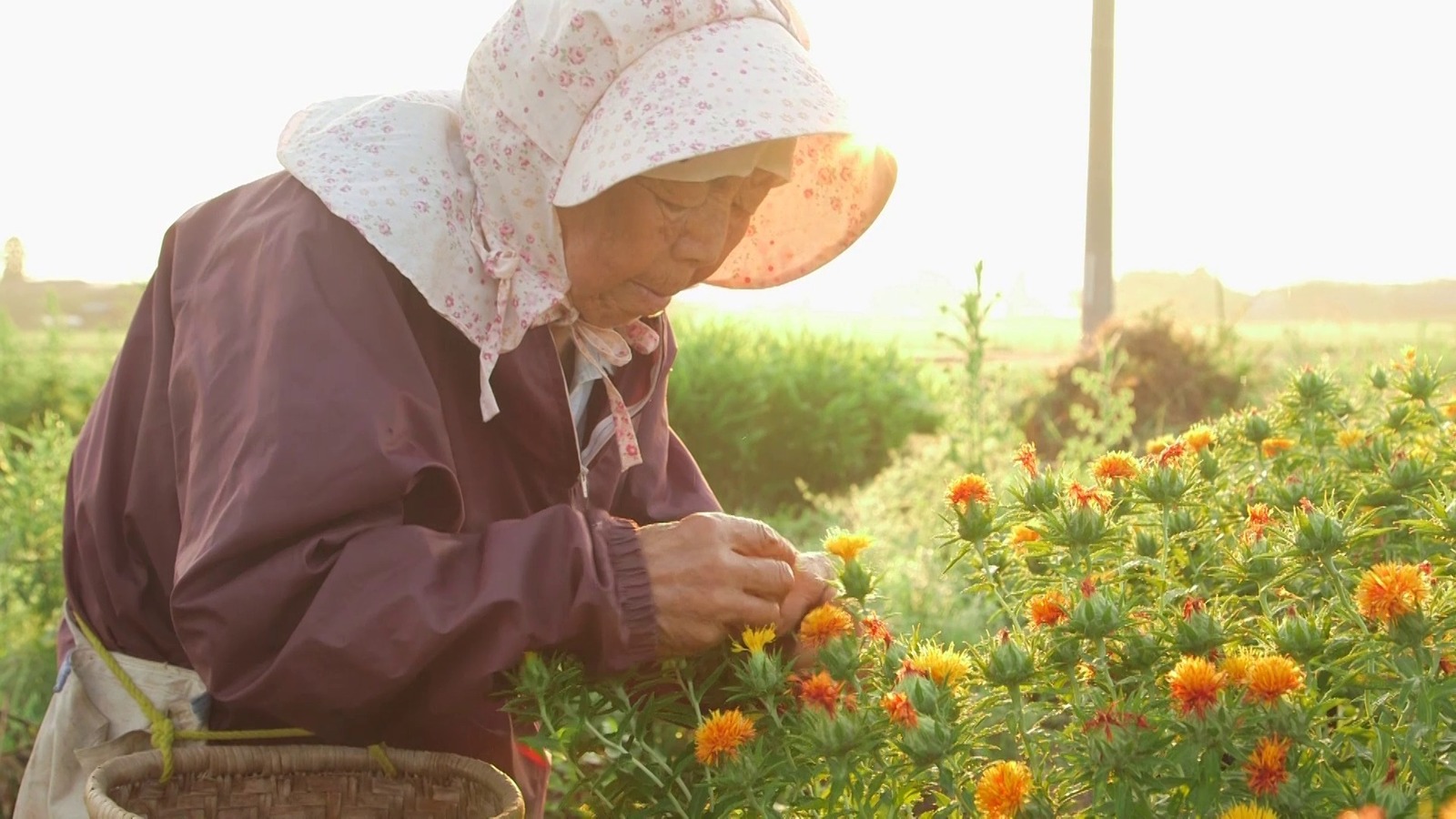 紅花の守人 いのちを染める - 写真2