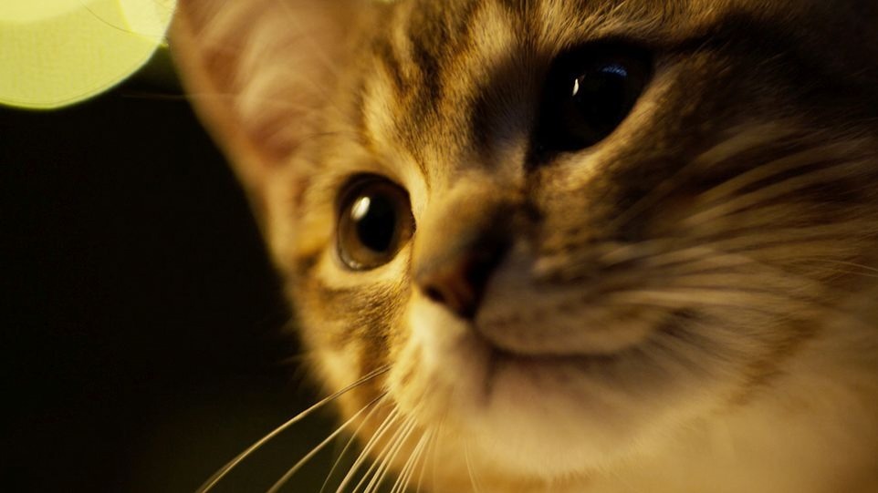 ルー、パリで生まれた猫 - 写真6