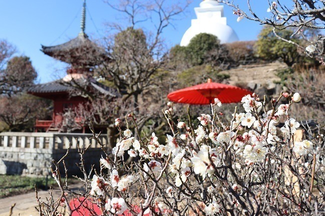 【関東の春イベント2023年】東京・首都圏のおでかけ＆グルメスポット、おすすめお花見イベントも｜写真4