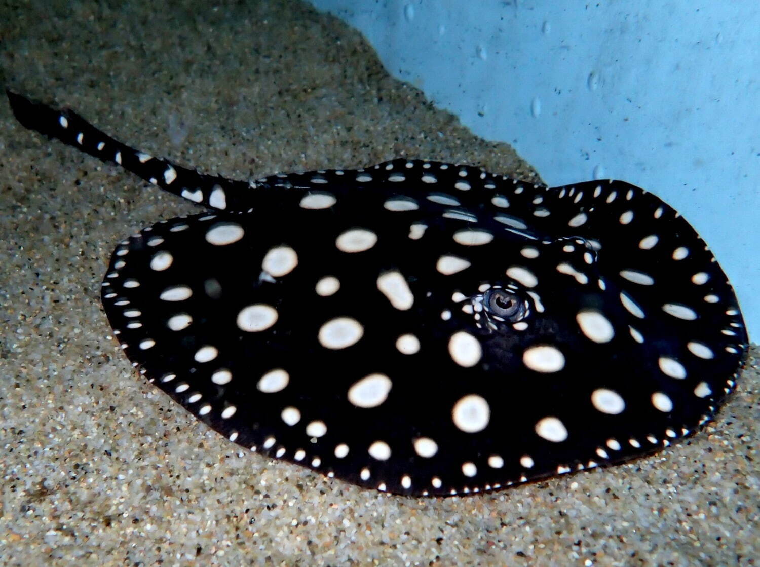 ＜サンシャイン水族館＞「毒毒毒毒毒毒毒毒毒展」