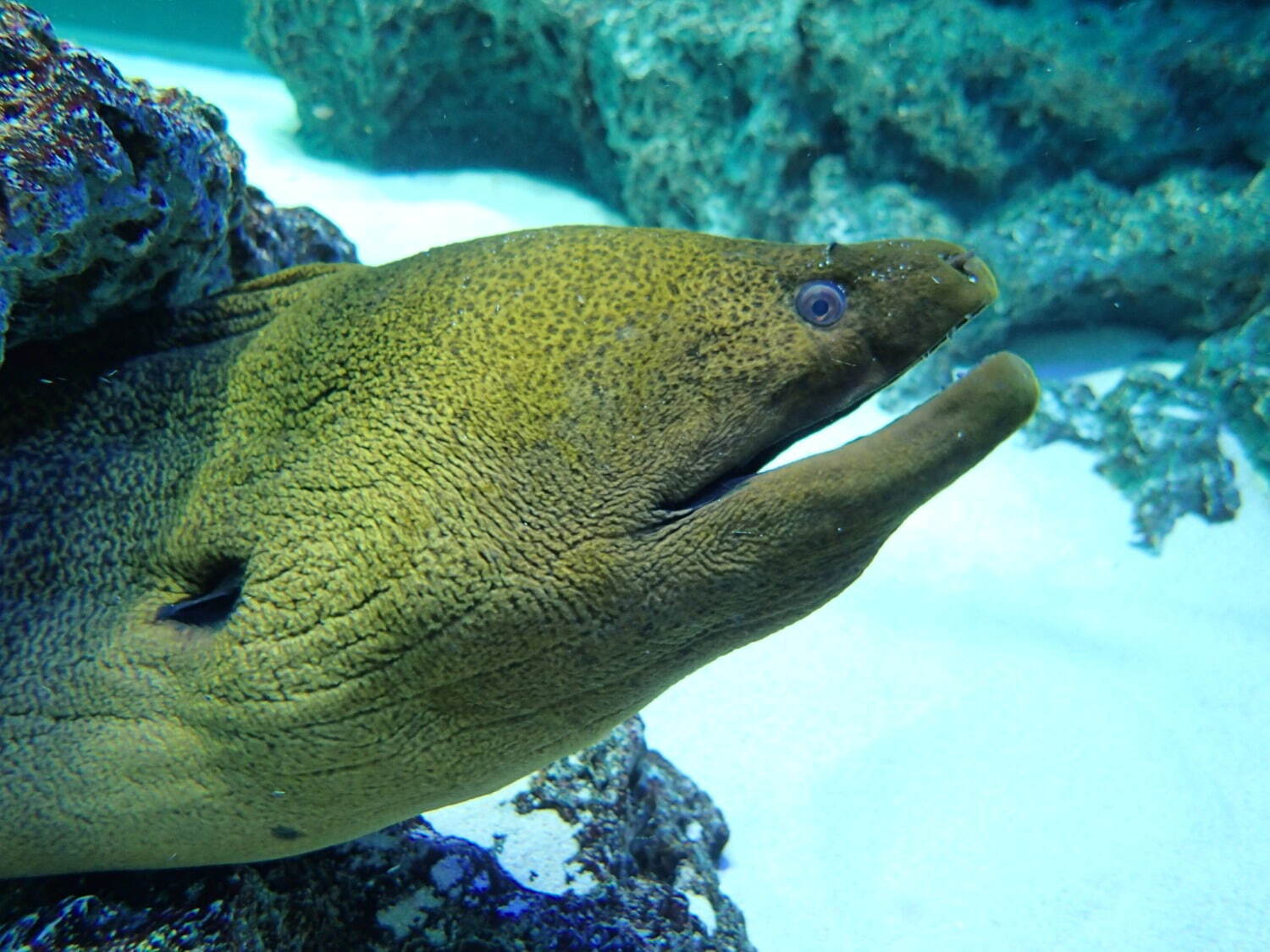 サンシャイン水族館の特別展「毒毒毒毒毒毒毒毒毒展 リミックス」毒生物約25種、スカンク刺激臭体験も｜写真3