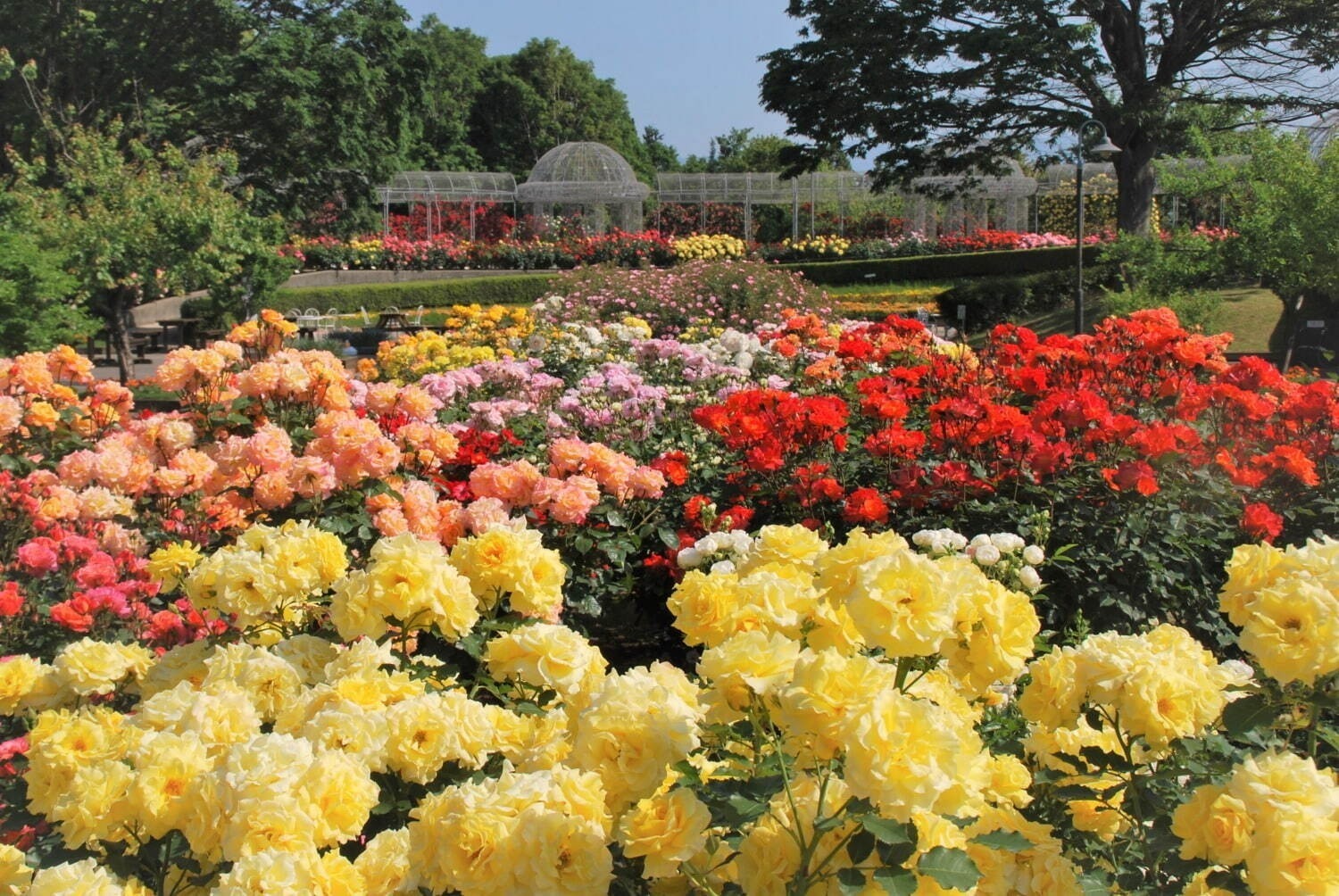 【全国の花見イベント2023】東京＆観光地のおすすめ公園など、桜の名所～フラワーガーデンまで｜写真12