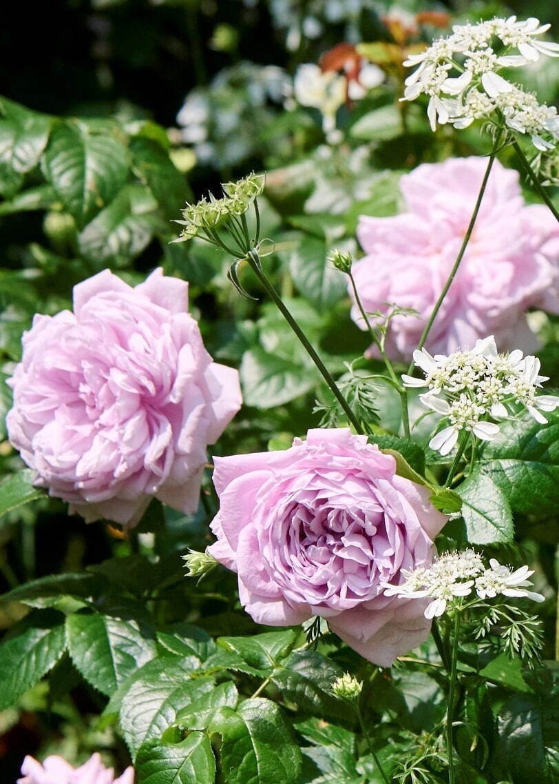 【全国の花見イベント2023】東京＆観光地のおすすめ公園など、桜の名所～フラワーガーデンまで｜写真10