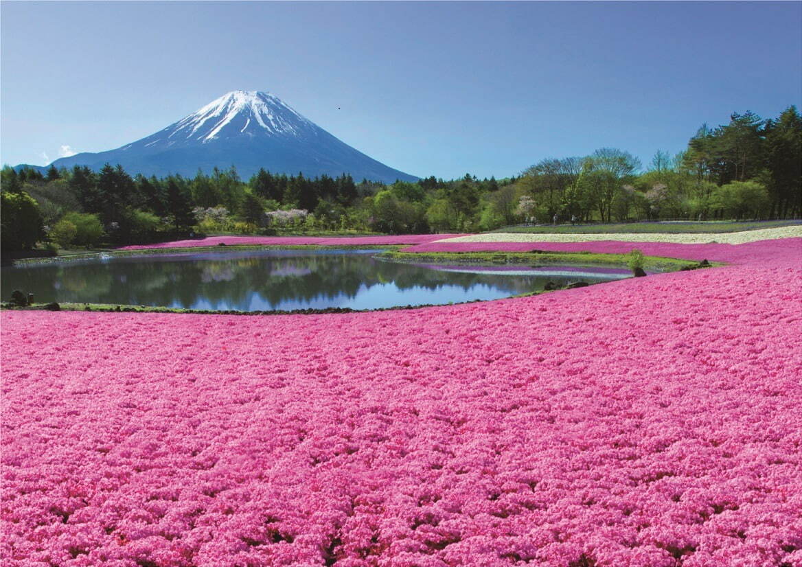 富士本栖湖リゾートの花見イベント「富士芝桜まつり」