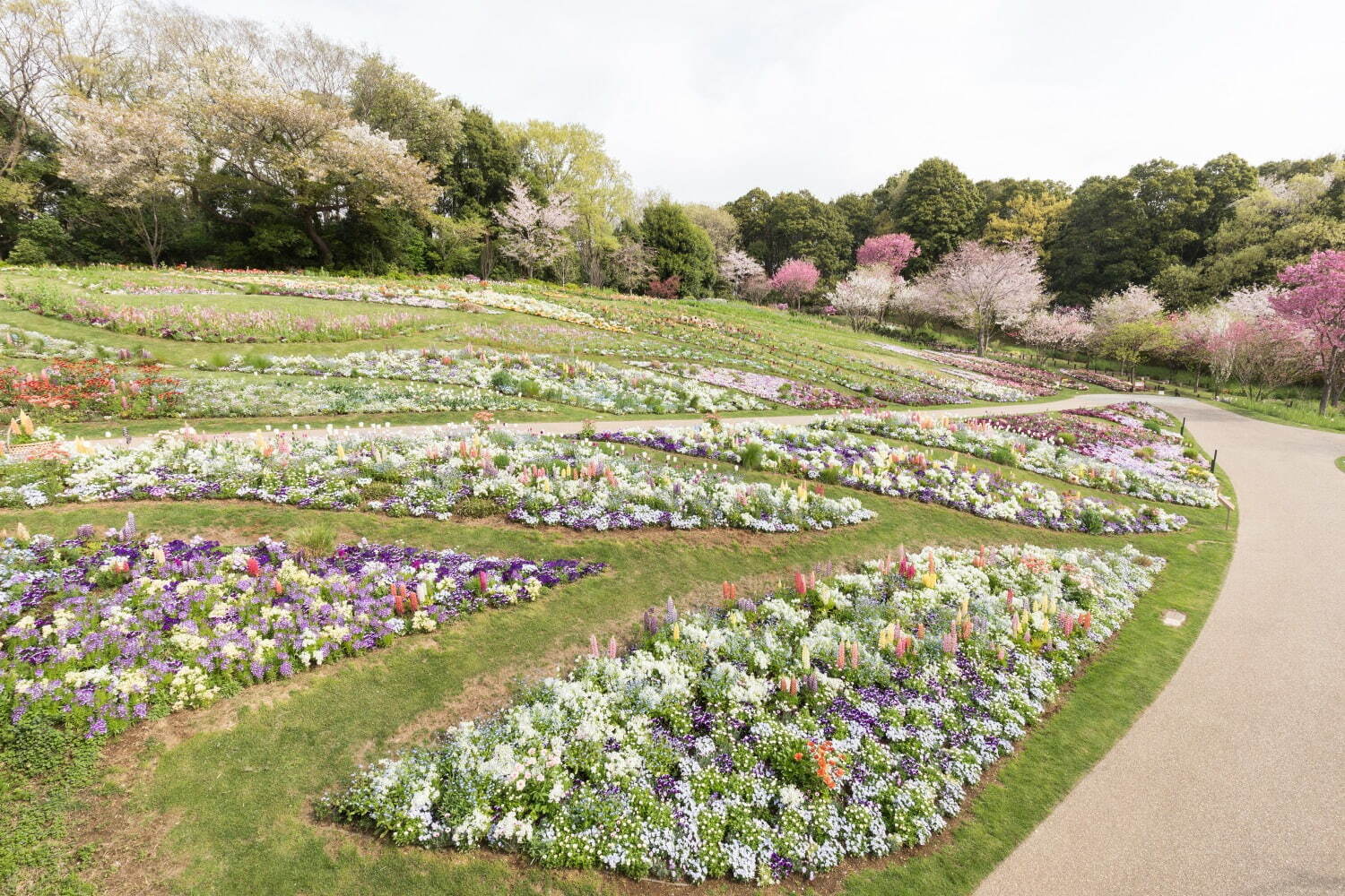 「ガーデンネックレス横浜 2023」リレー式に開花する桜やバラが横浜を彩るフラワーイベント｜写真19