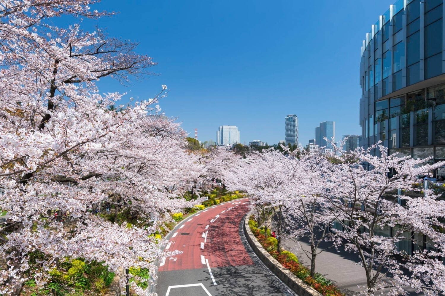 【関東の花見イベント2023】ドライブにもおすすめ！桜名所～公園まで東京＆横浜の花見スポット｜写真3