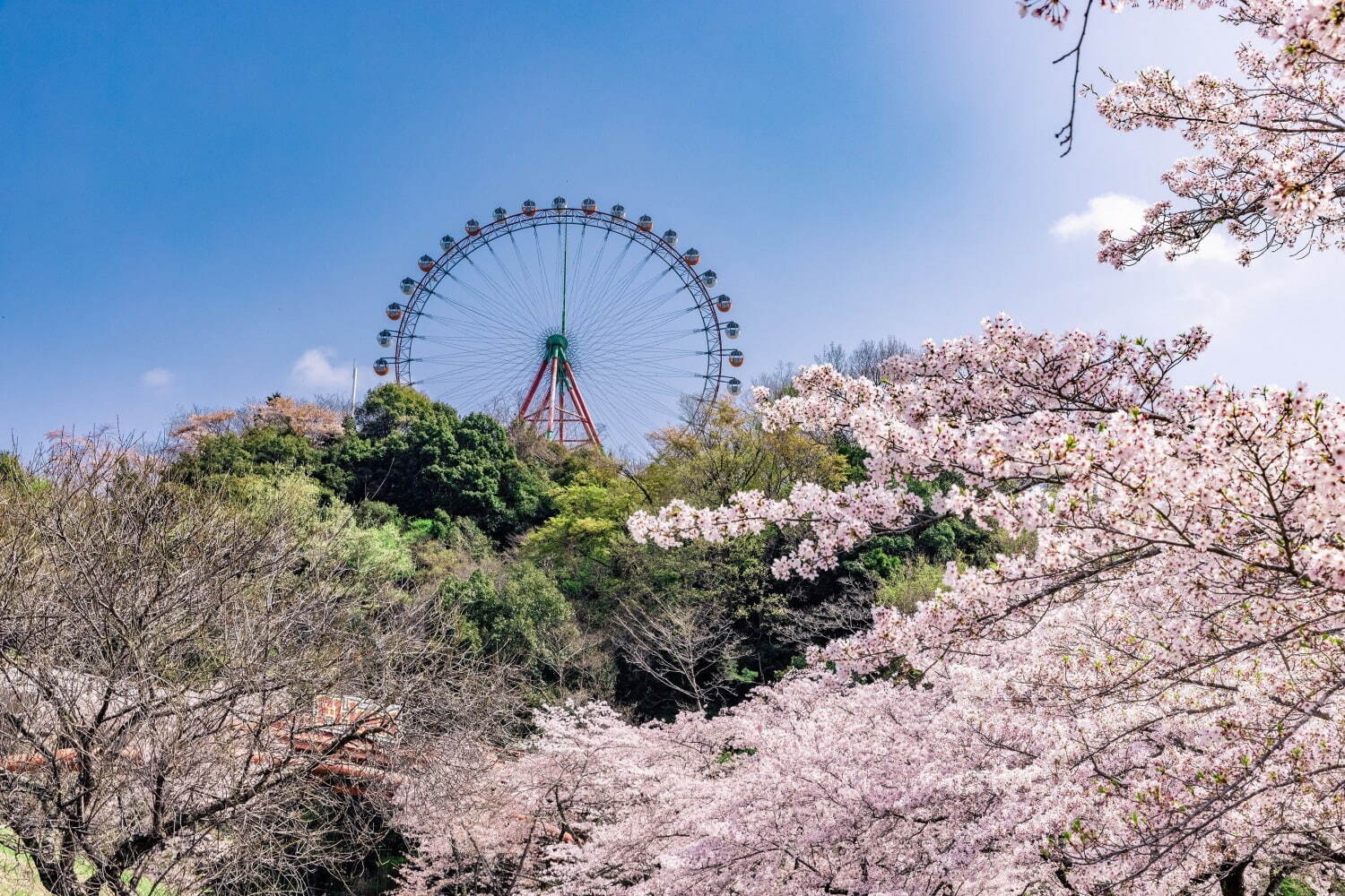 「さがみ湖桜まつり」2,500本の桜を楽しむ“空中お花見”、夜桜×すみっコぐらしイルミネーションも｜写真1