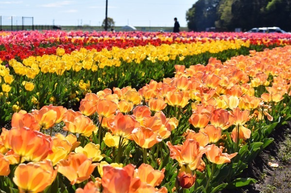 約16万球のチューリップ畑＆桜が満開の「スプリングウィーク」千葉・あけぼの山農業公園で｜写真4