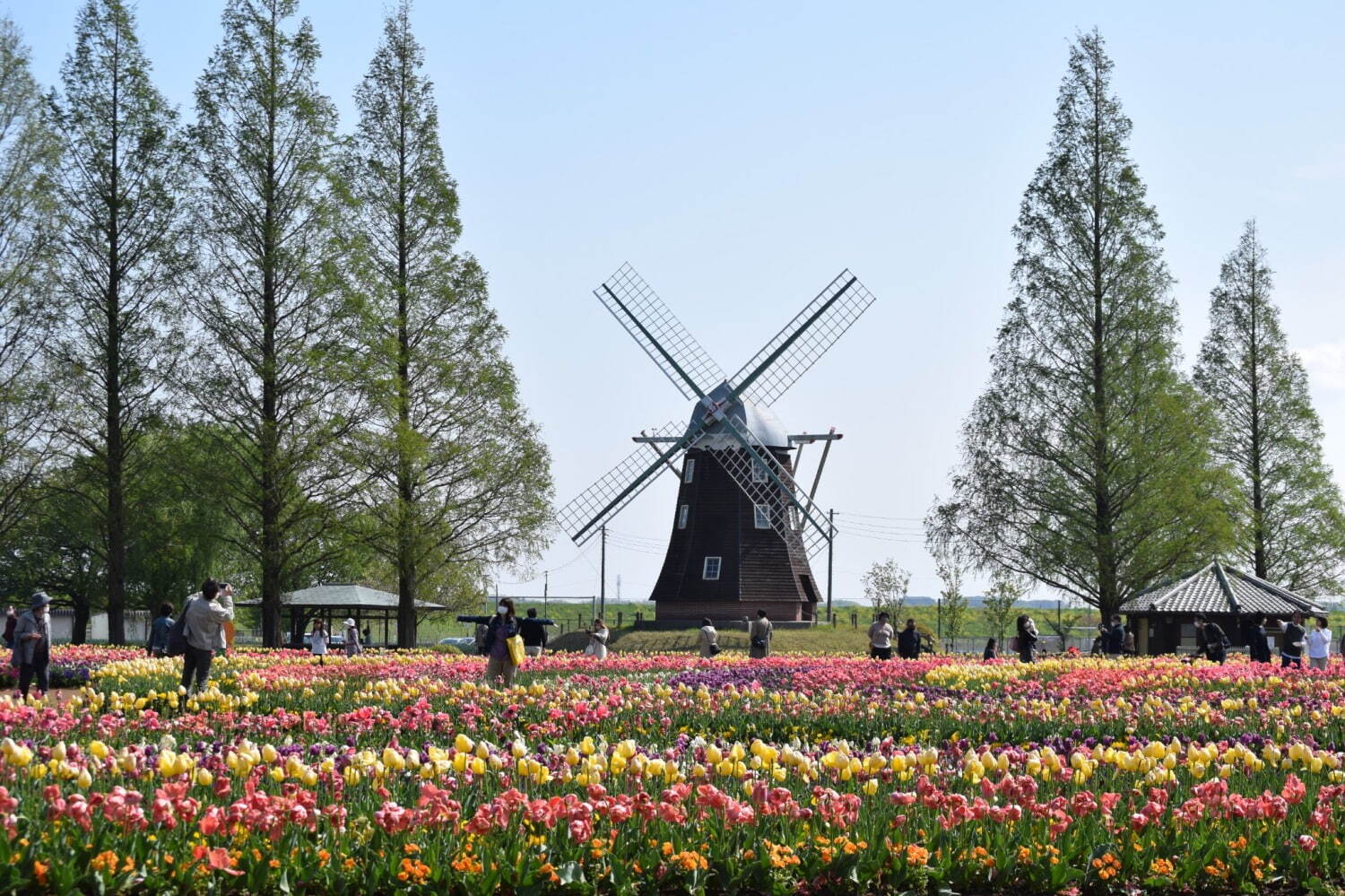 約16万球のチューリップ畑＆桜が満開の「スプリングウィーク」千葉・あけぼの山農業公園で｜写真7