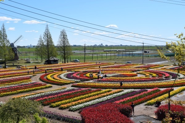 約16万球のチューリップ畑＆桜が満開の「スプリングウィーク」千葉・あけぼの山農業公園で｜写真5