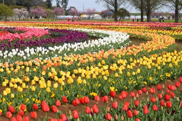 約16万球のチューリップ畑＆桜が満開の「スプリングウィーク」千葉・あけぼの山農業公園で｜写真6