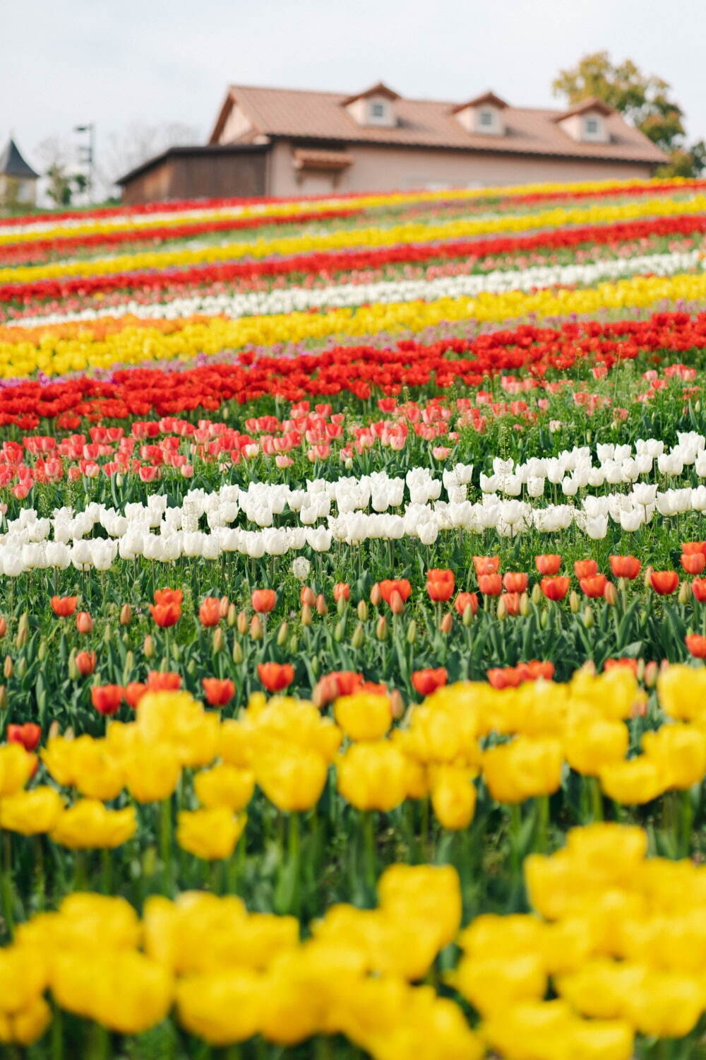 9万本のチューリップが3月下旬から開花、大阪・堺「ハーベストの丘」で｜写真5