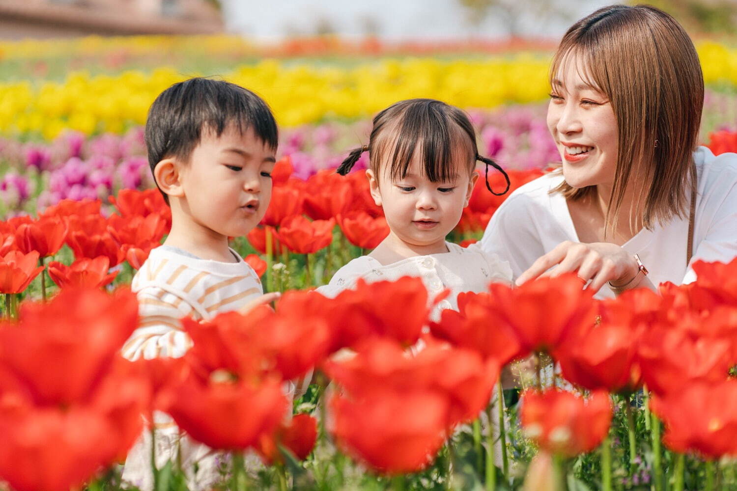 9万本のチューリップが3月下旬から開花、大阪・堺「ハーベストの丘」で｜写真1