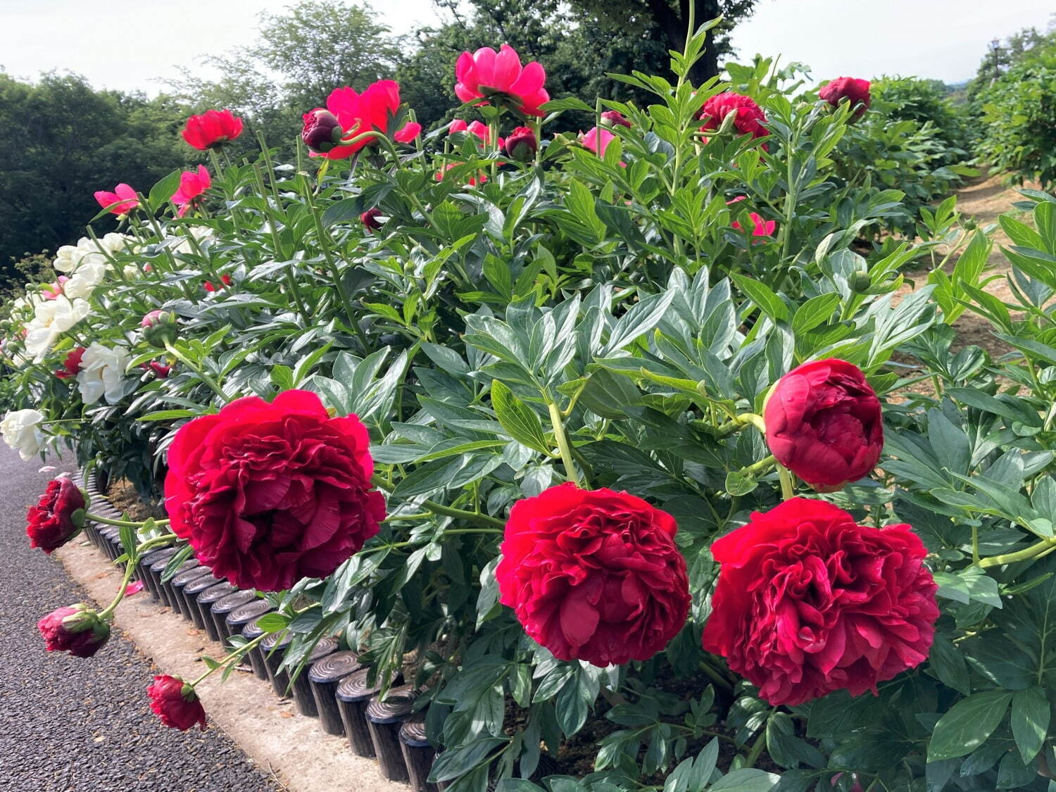 希少種含む約150種の「ぼたんの花」が4月下旬より見頃に、埼玉・東松山ぼたん園で｜写真11