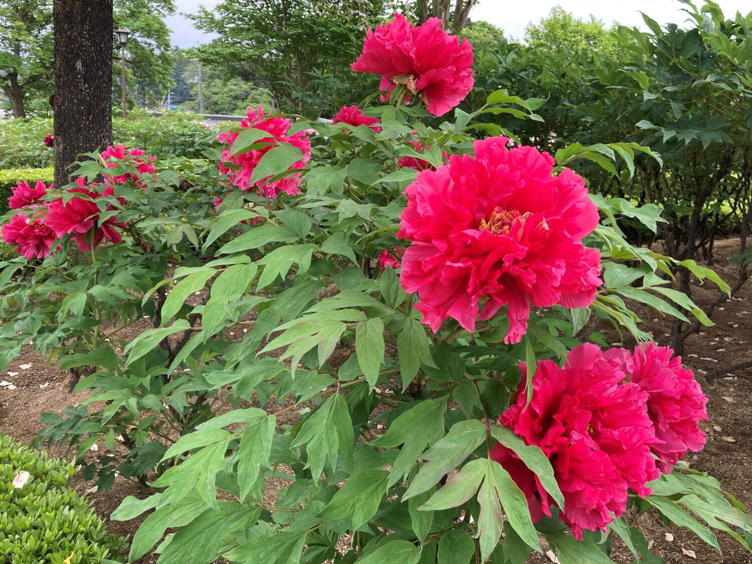 希少種含む約150種の「ぼたんの花」が4月下旬より見頃に、埼玉・東松山ぼたん園で｜写真1