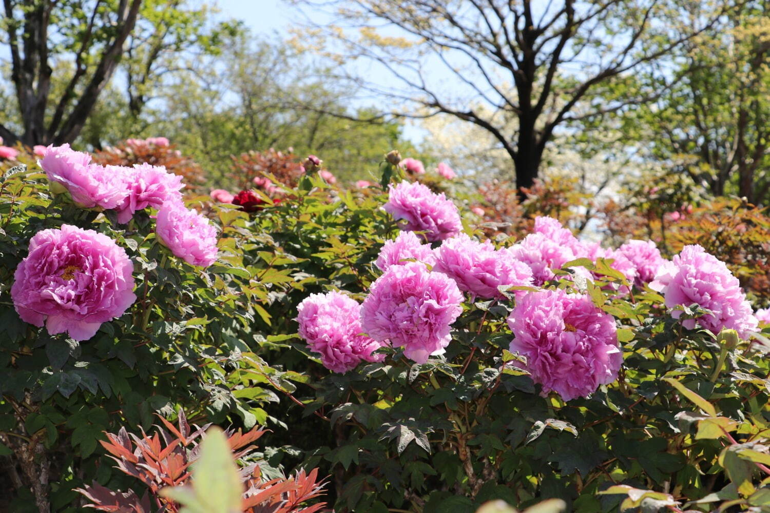 希少種含む約150種の「ぼたんの花」が4月下旬より見頃に、埼玉・東松山ぼたん園で｜写真7