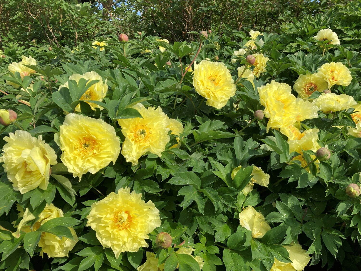 希少種含む約150種の「ぼたんの花」が4月下旬より見頃に、埼玉・東松山ぼたん園で｜写真6