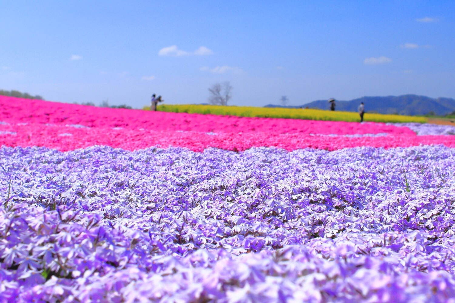 広島県世羅町「Flower village 花夢の里」100万本のネモフィラと芝桜が咲く春イベント｜写真1