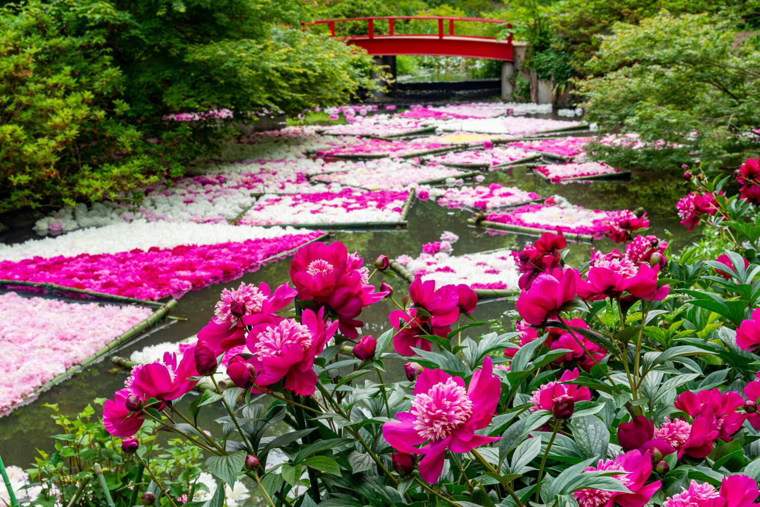 「約5千株のシャクヤクの花筏」