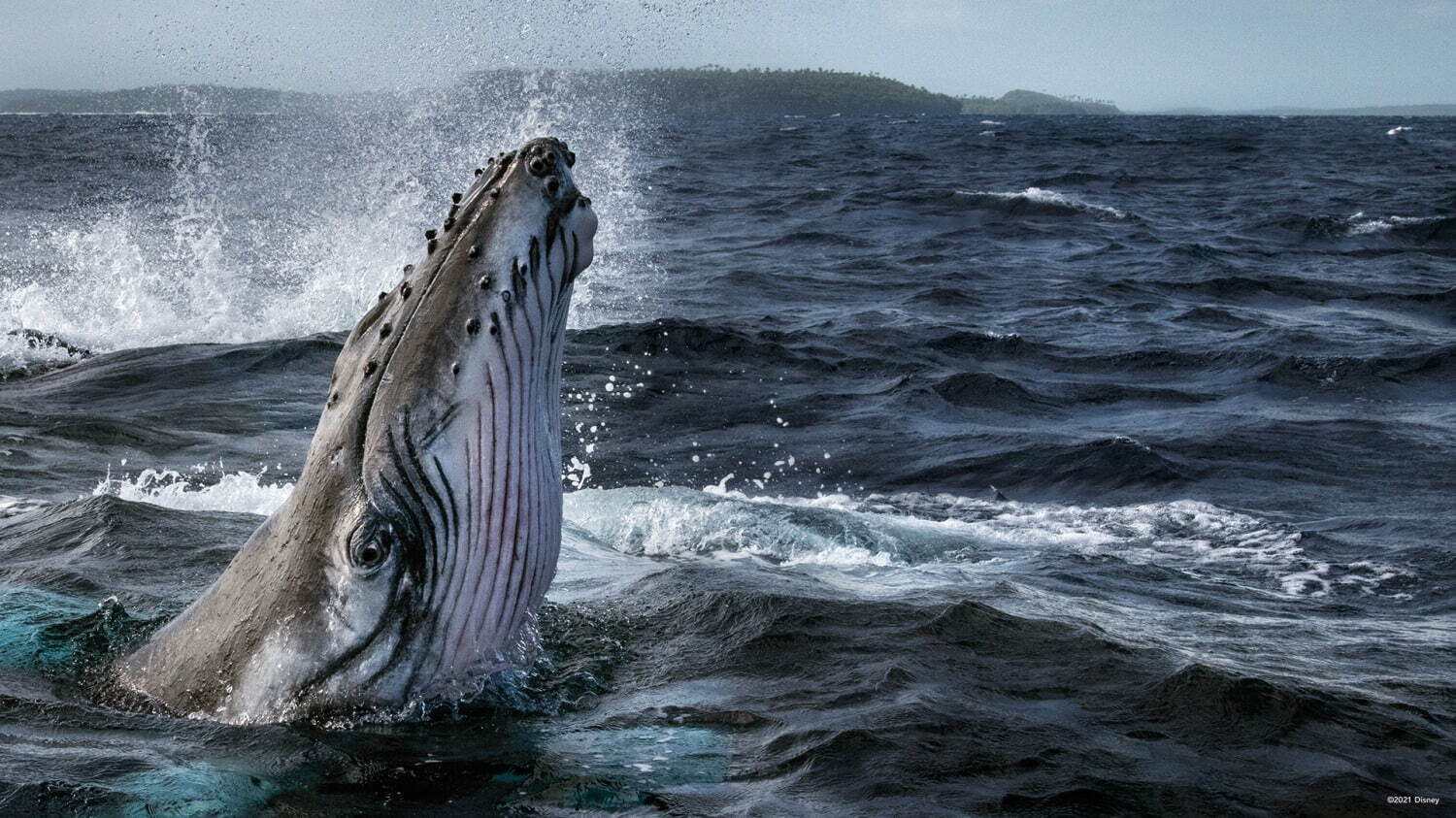 “海”テーマの体験型イベントが横浜で、ドキュメンタリー上映＆海の生き物のアート作品展示など｜写真3