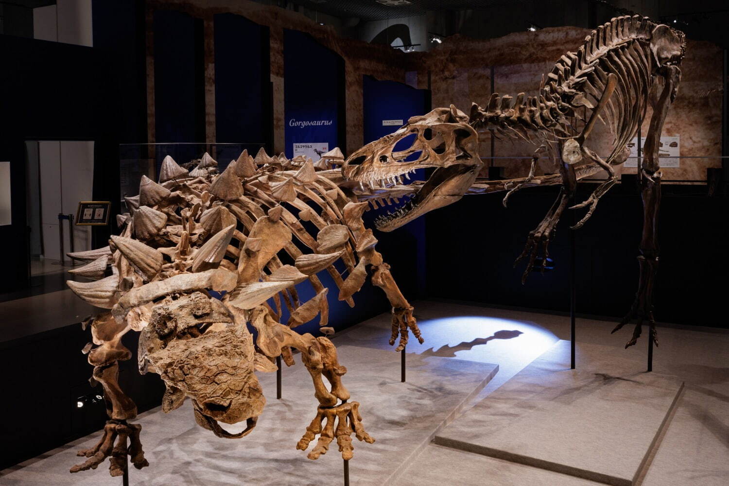 ズール(左)とゴルゴサウルス(右)の対峙シーンを再現した全身復元骨格
(東京会場 撮影：山本倫子)