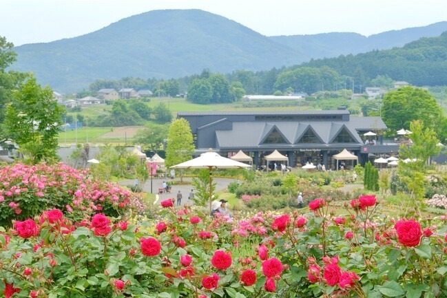 青山フラワーマーケット 南青山本店「青山バラ祭り」約100品種の“ピンクのバラ”が一堂に｜写真4