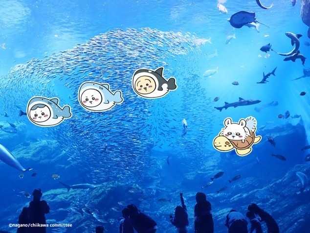 「ちいかわ水族館 in 仙台うみの杜水族館」ハチワレやうさぎが水槽＆イルカショーに登場｜写真2