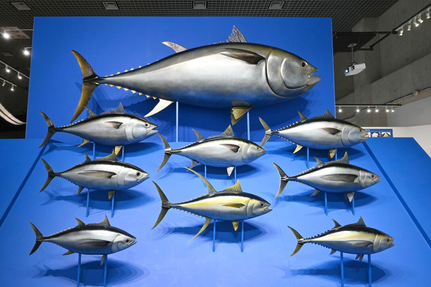 マグロの実物大模型(2020年の展示風景) 国立科学博物館蔵