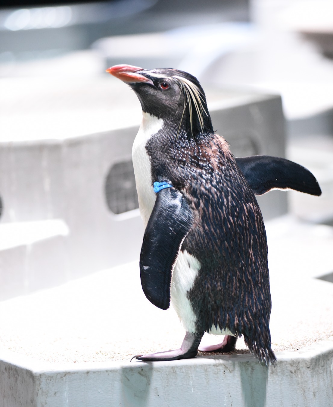 「サッポロ」と名付けられた 青・青のバンドのペンギン