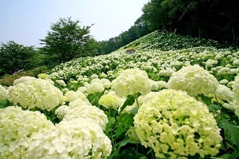 【関東の夏イベント2023】東京＆横浜のグルメフェス・花火大会・夏祭りなど、おすすめおでかけイベント｜写真12