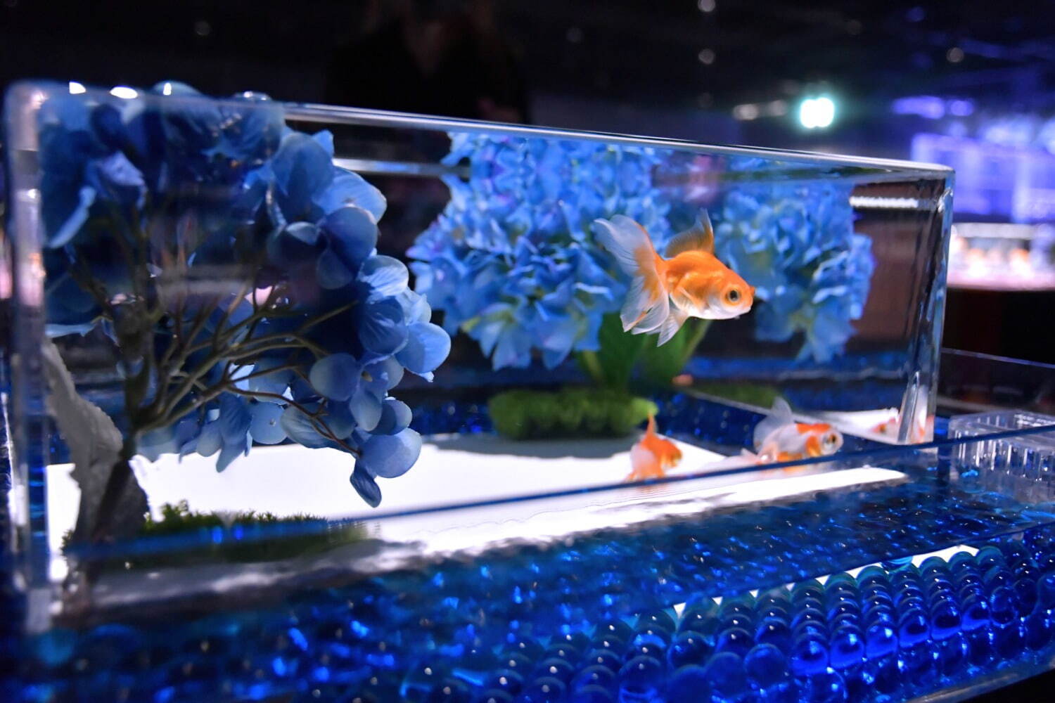 金魚アート「アートアクアリウム美術館 GINZA」梅雨イベント、“紫陽花×金魚”の幻想的な景色｜写真7