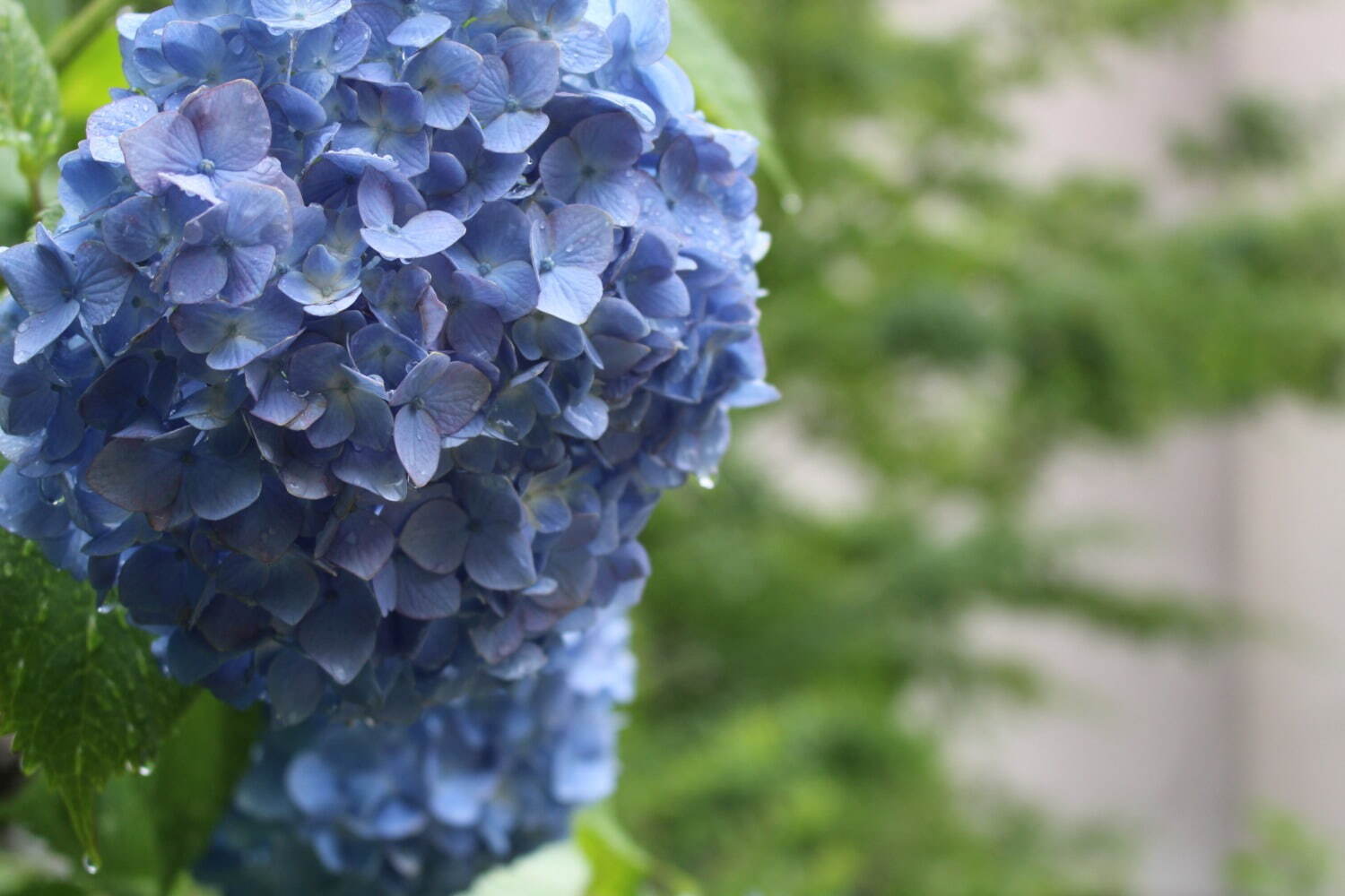 ザ・プリンス 京都宝ヶ池のレトロな初夏アフタヌーンティー、紫陽花パフェ＆クリームソーダ風ゼリーなど｜写真2