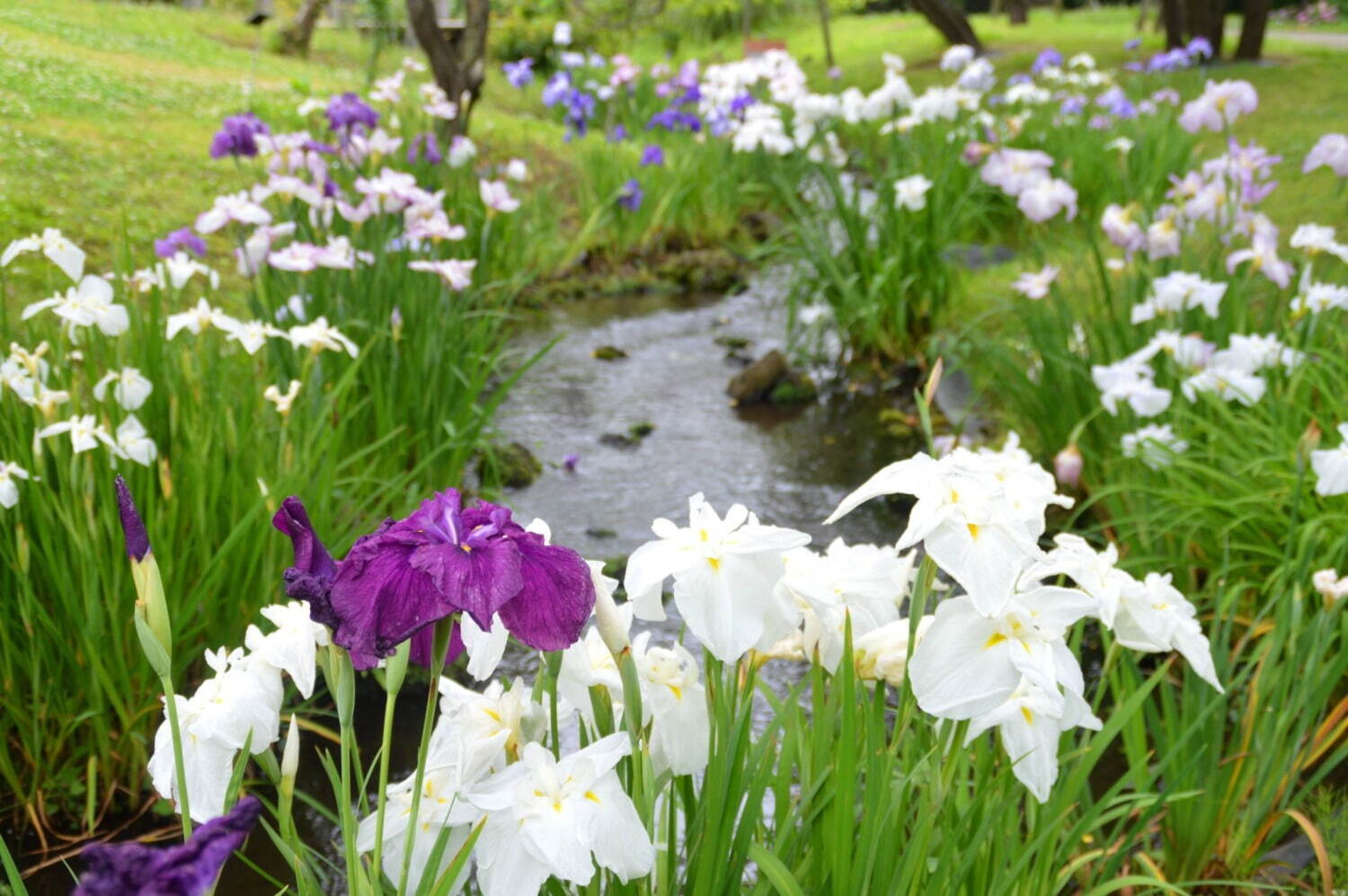 小田原フラワーガーデン「花菖蒲・睡蓮まつり」水面に映る色とりどりの花菖蒲と睡蓮、紫陽花を同時に｜写真6