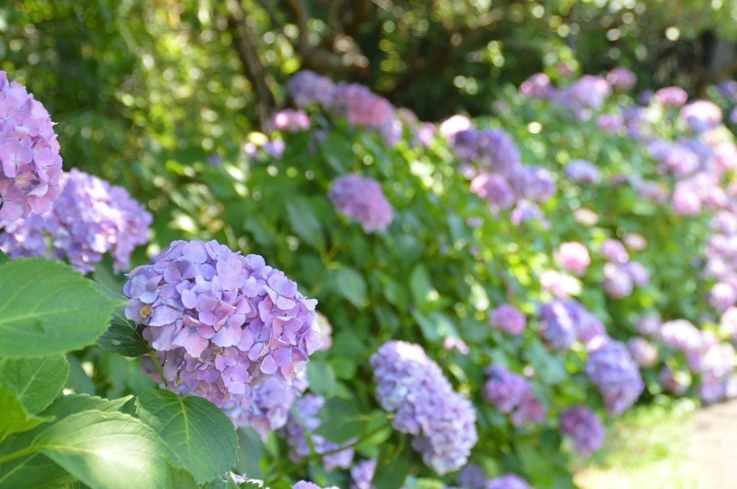 小田原フラワーガーデン「花菖蒲・睡蓮まつり」水面に映る色とりどりの花菖蒲と睡蓮、紫陽花を同時に｜写真14