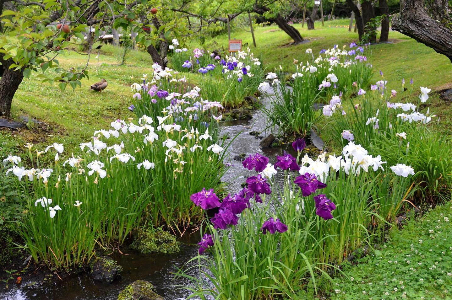 小田原フラワーガーデン「花菖蒲・睡蓮まつり」水面に映る色とりどりの花菖蒲と睡蓮、紫陽花を同時に｜写真5