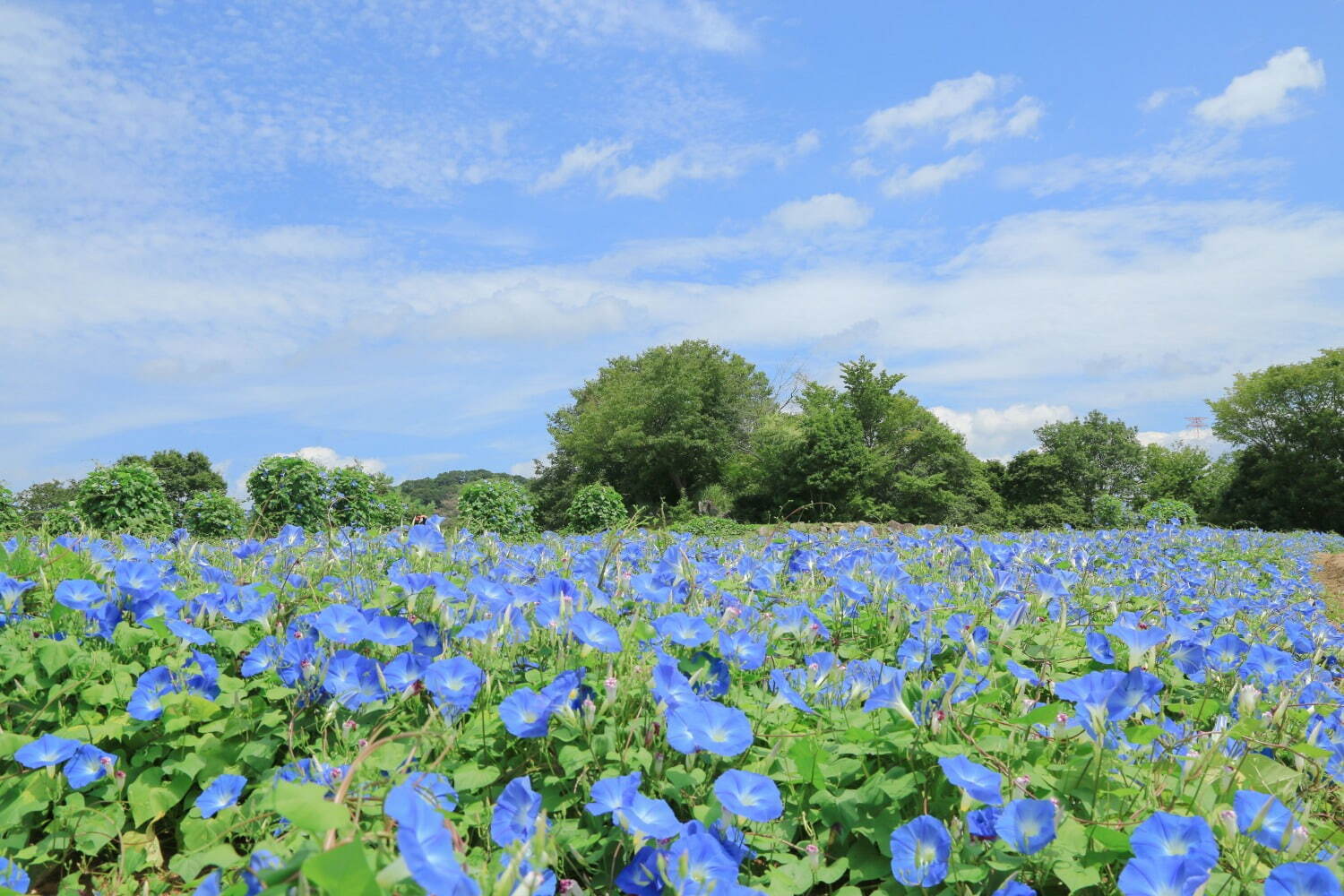 広島・フラワーヴィレッジ 花夢の里「ヘブンリーブルーの丘」14万輪の西洋アサガオが咲き誇る夏イベント｜写真2