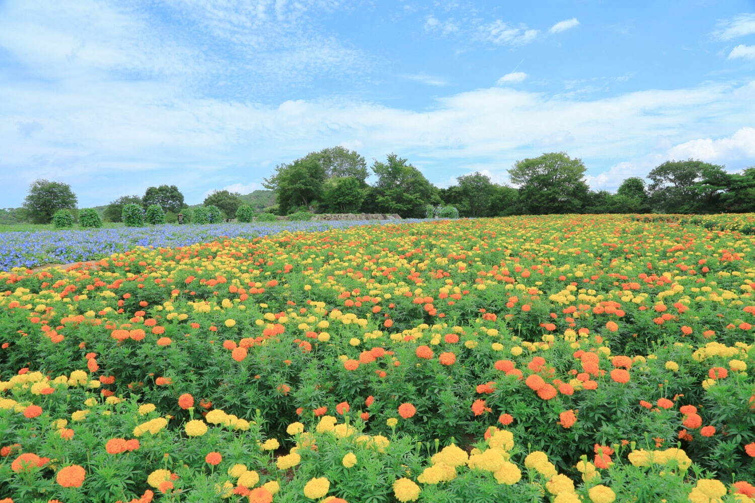 広島・フラワーヴィレッジ 花夢の里「ヘブンリーブルーの丘」14万輪の西洋アサガオが咲き誇る夏イベント｜写真3