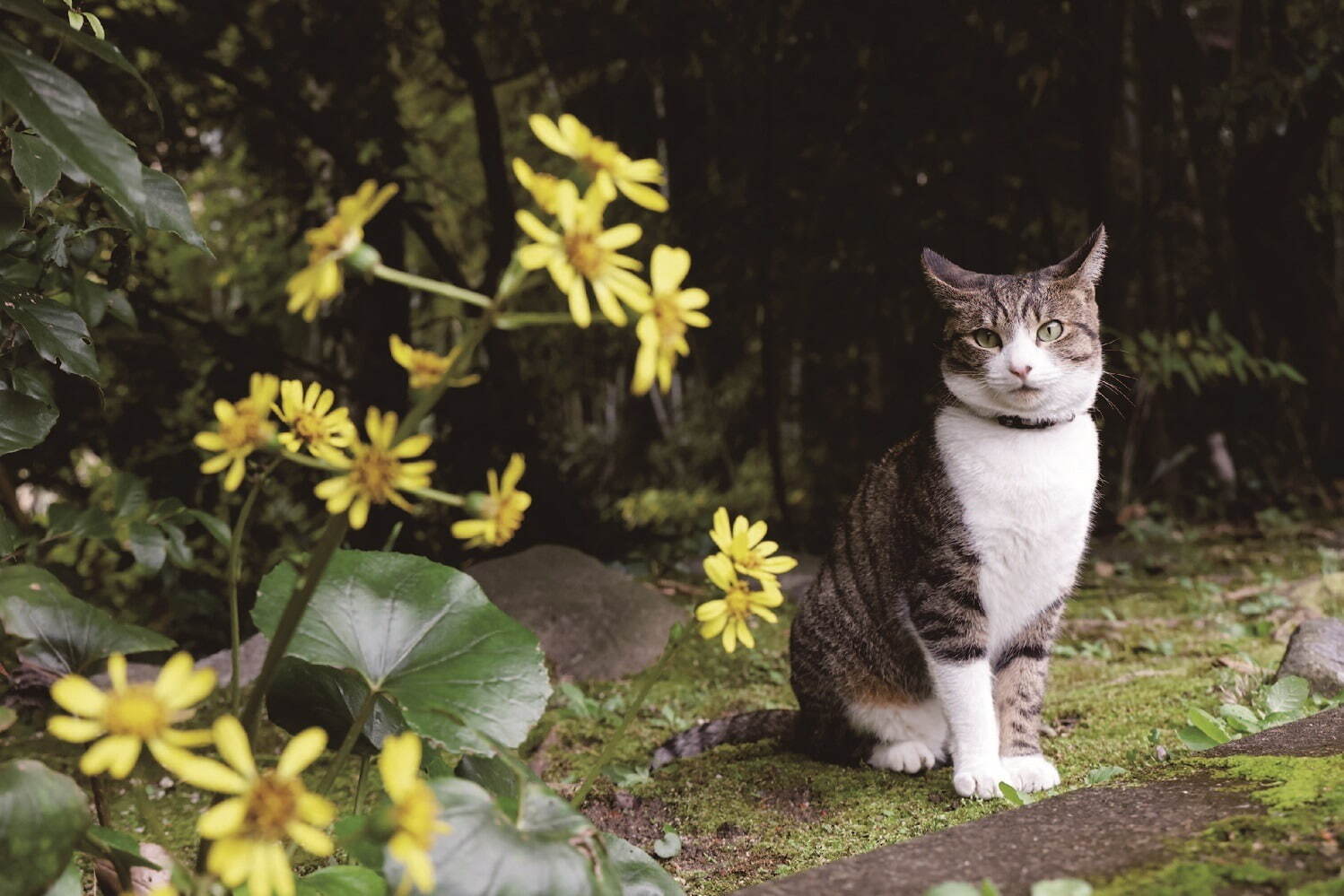 「写真展 岩合光昭の日本ねこ歩き」阪急うめだ本店で、国内各地の“ねこ写真”新作多数｜写真4